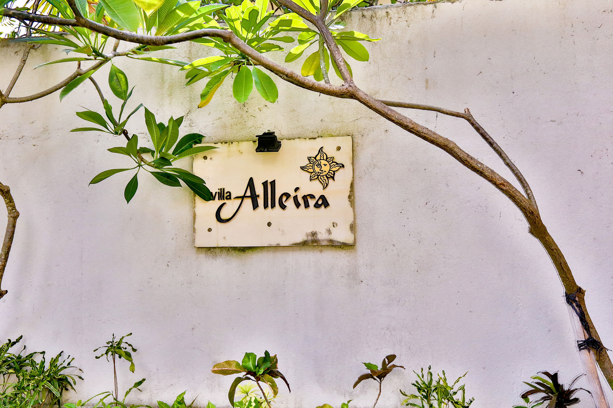 Alleira *